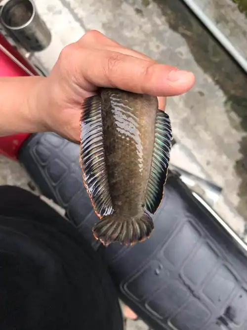 荣郁雷龙鱼活体南鳢观赏鱼冷水鱼凶猛鱼淡水鱼彩虹雷龙鱼锦鲤鱼耐养鱼