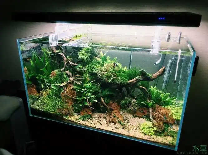 水草造景90缸一张流