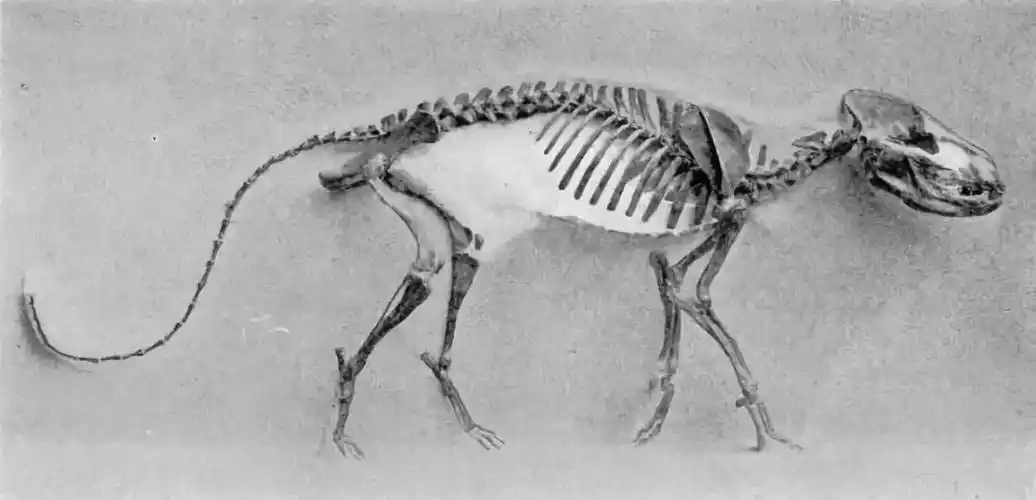 当战斗民族科学家遇上狡诈狐狸,他把狐狸驯化成了"狗"