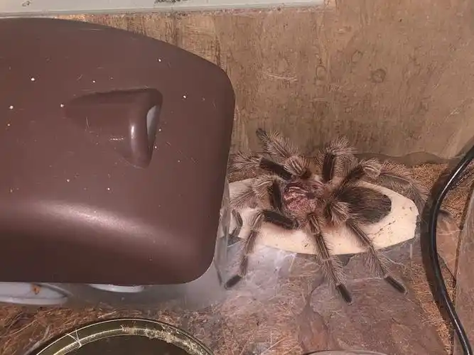 养蜘蛛家里闹蟑螂了