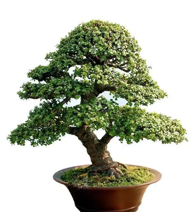 养金枝玉叶老桩,为什么盆景总是不漂亮?那是因为你2点没放心上