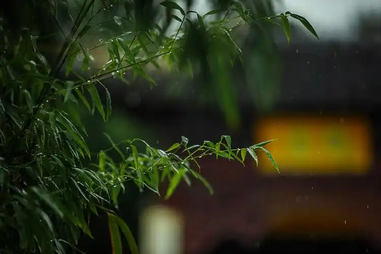 雨中的竹子