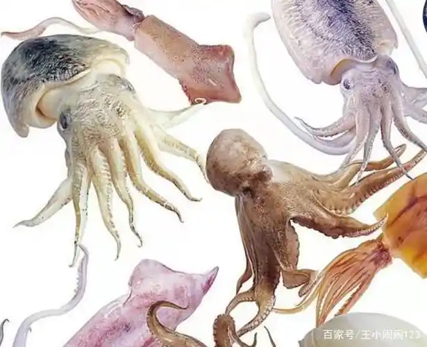 章鱼和八爪鱼有什么区别(乌贼 章鱼 鱿鱼 墨鱼 八爪鱼)_金纳莱网