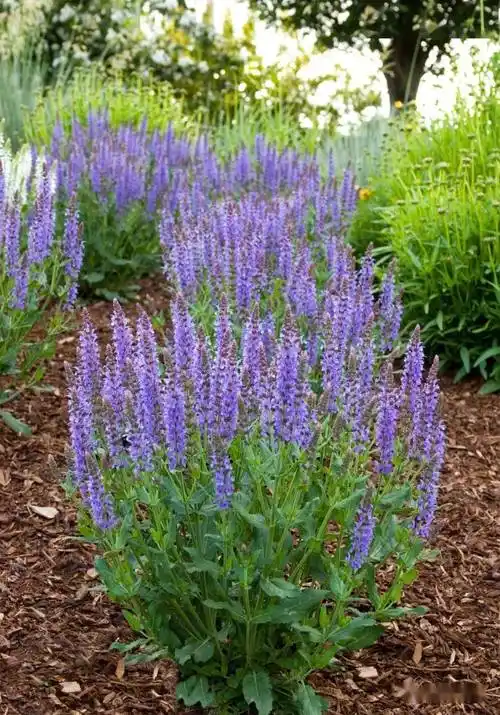 蓝山雪山卡拉多纳卡拉多纳株高:50-70厘米61 直立性