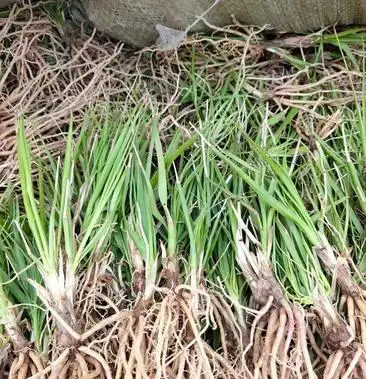 知母苗好管里产量高价格稳定签回收合同欢迎冾谈