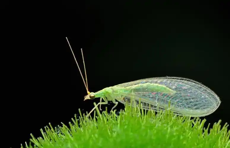 这是什么虫子,好像是从窗户飞进来的