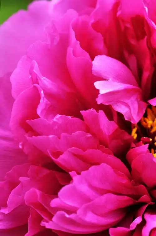 微距校园红牡丹