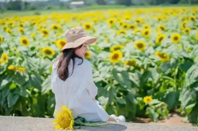 彭山这上万株向日葵花海,藏不住了!