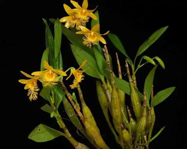 看花识石斛--我国76个石斛属植物的种类和分布