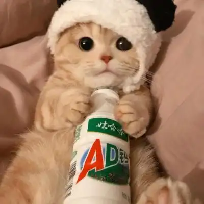 猫咪头像微信头像