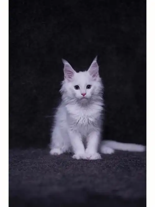 赛级缅因猫后代准赛级缅因猫纯白色幼猫