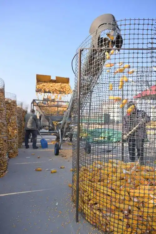 "北大仓"黑龙江:晒粮整地忙