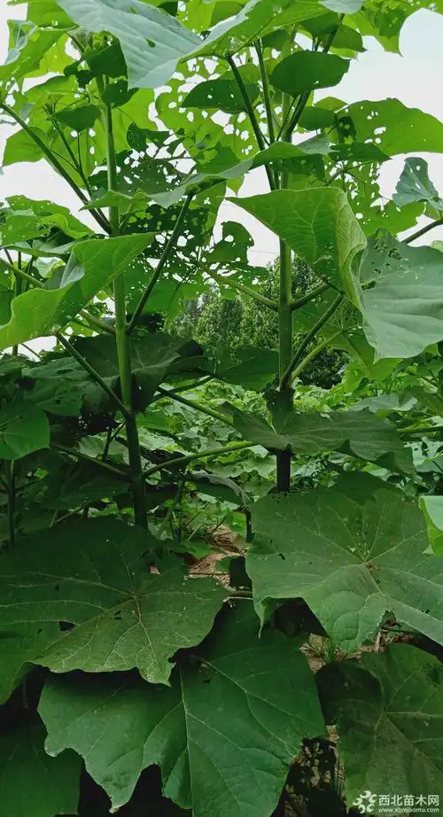 紫花泡桐苗价格紫花泡桐苗基地批发