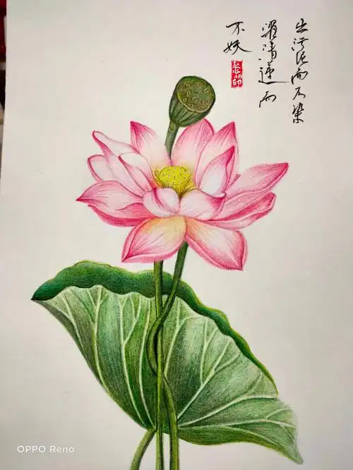 出淤泥而不染濯清涟而不妖