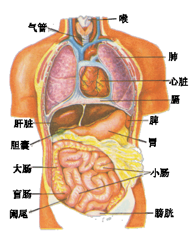 人体的内部器官