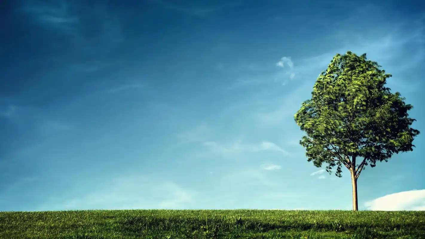 大自然清新好看的绿色护眼主题电脑桌面壁纸下载第二辑