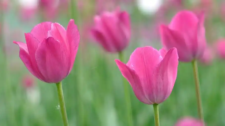 壁纸 粉红色的花朵,郁金香,背景虚化 桌布 - 1920x1080 全高清 当前