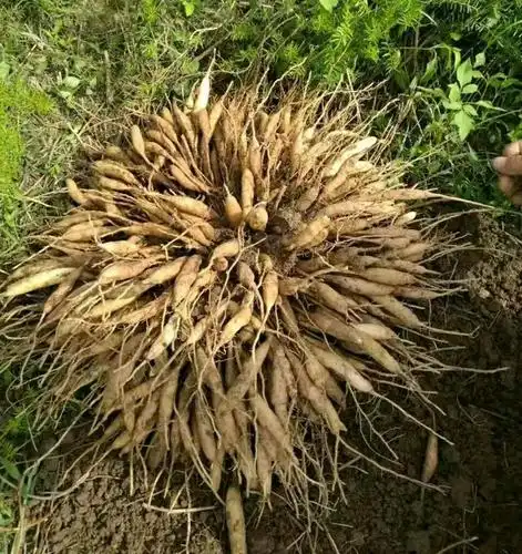 一颗结果十余斤,每斤售价8元左右,大山宝藏之天门冬