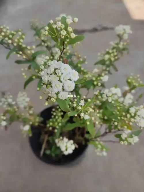 重瓣绣线菊小手球