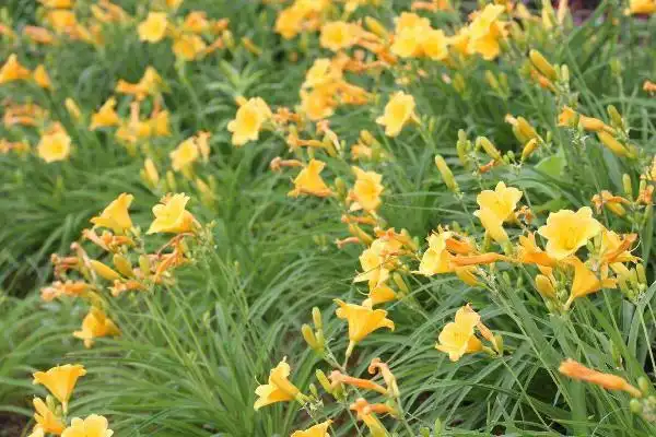 萱草图片大全 萱草花语及寓意 萱草有哪些品种