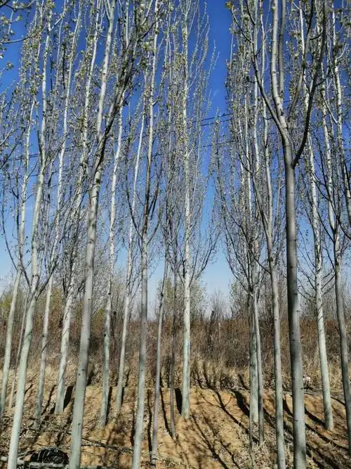 新疆杨速生杨河北杨地径210公分张家口东茂日盛苗木基地