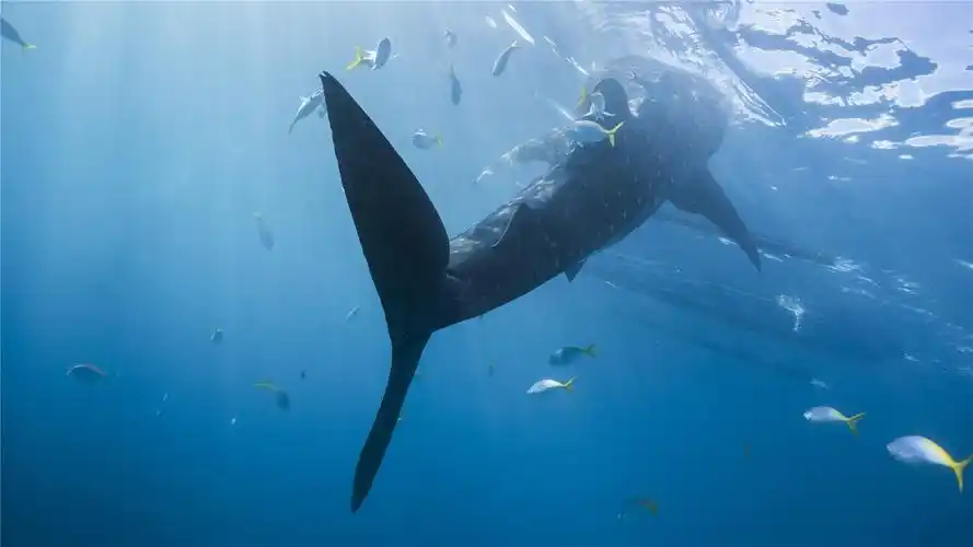 海底生物鲸鲨高清摄影图片桌面壁纸