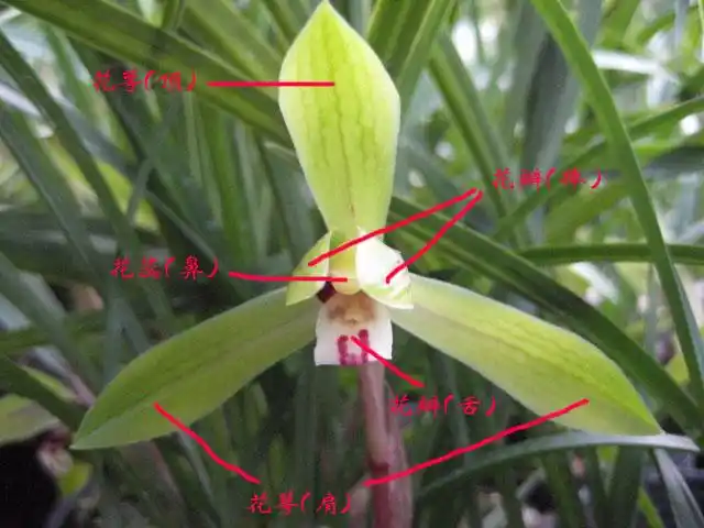 附:中国兰花朵各部位名称(术语)以上所述"标准"是在古代文化氛围下的
