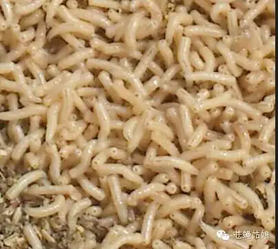 据外电最近报道,将活生生的蛆虫放在伤口上治疗皮肤损伤,肯定会是一种