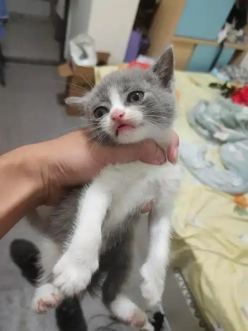 要回老家  猫咪想找个家庭领养  一只猫咪押金100 600带走坐标深圳