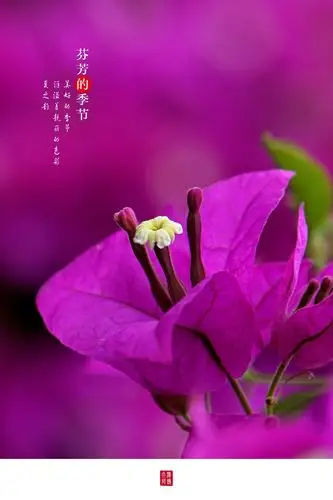 令人陶醉的叶子花