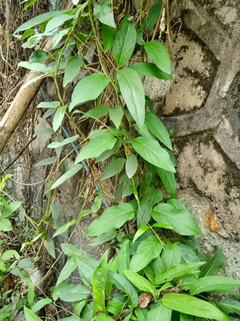 我们的三月三鸡屎藤原材料 - 抖音