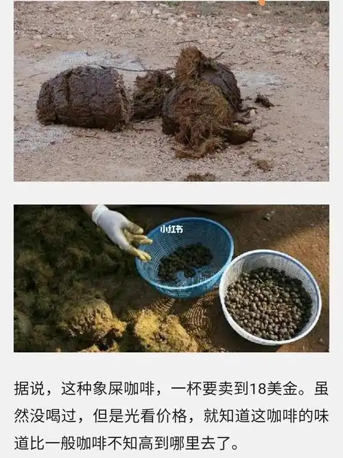 各种"屎"咖啡_咖啡_麝香_波特兰_猫屎咖啡_我的咖啡日记_美食_美食