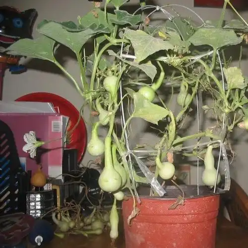 盆栽手捻葫芦种植时间和方法-百科大全-皮村电商