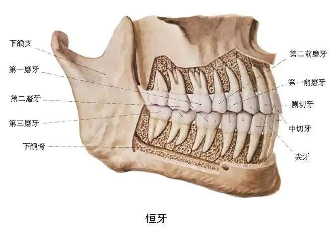 人的28颗牙齿的形态