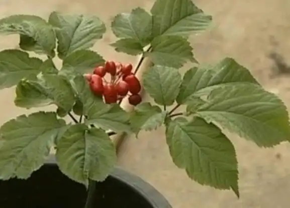 西洋参反季节盆栽技术视频[农广天地]