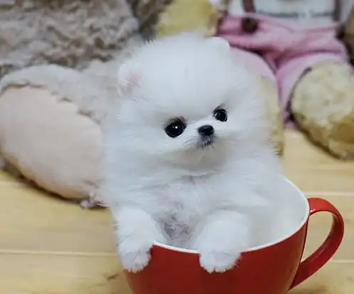 特价杯子狗 狗宠物 活体