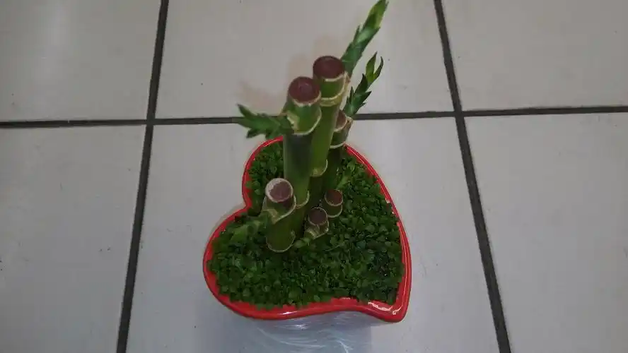 转运竹壁纸图片