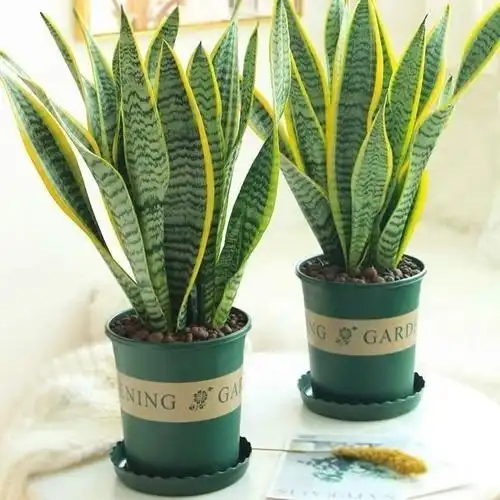 金边虎皮兰新房吸甲醛多肉植物室内花卉绿植盆栽高矮虎尾兰简易盆3040