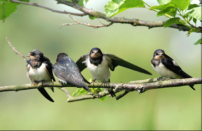 小燕子叽叽喳喳,好像在唱歌,给春天唱好听的歌 .