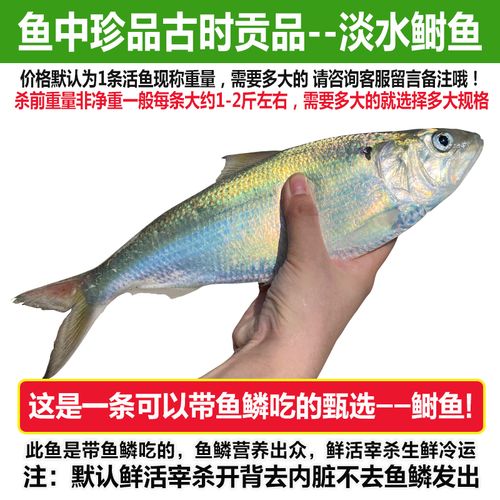 【现货】鱼中珍品清水鲥鱼鲜活现杀水产淡水鱼1条现捕现发新鲜