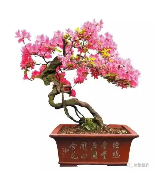 一组杜鹃盆景佳作欣赏人间四月天遍地赏杜鹃