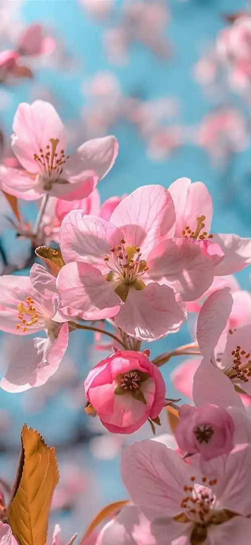 手机壁纸##高清壁纸无水印##无水印壁纸##花##海