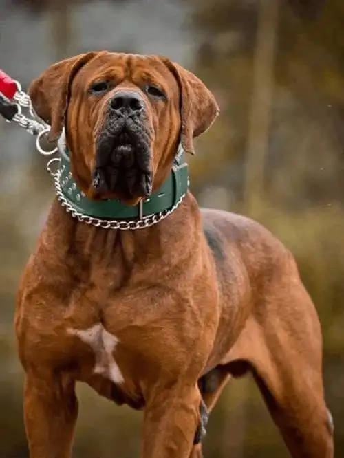 世界上最危险的十大狗