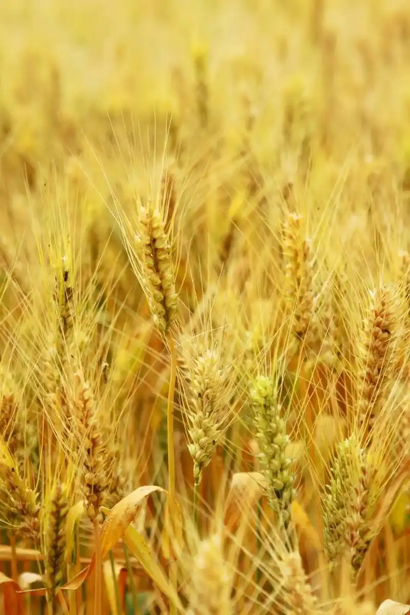 丰收的气息#麦子熟了 #收获的季节 #摄影 #手机摄影  - 抖音