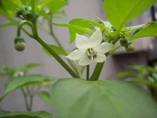 你听过辣椒开花的声音吗?你闻过辣椒花的清香吗?看看我家的辣椒花!