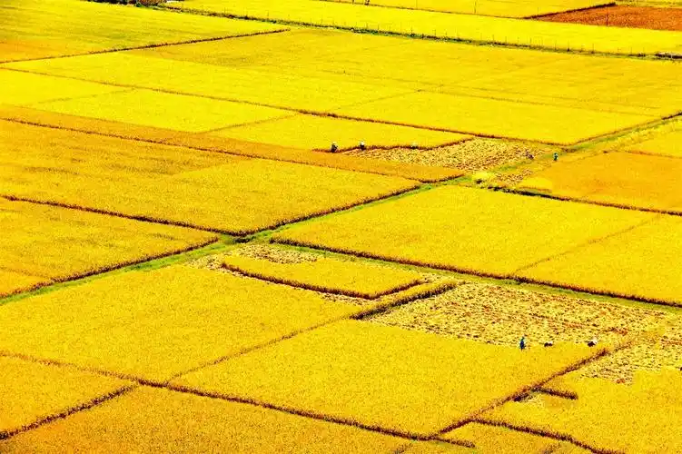 丘北八道哨:稻谷丰收美如画_头图_文山频道_云南网