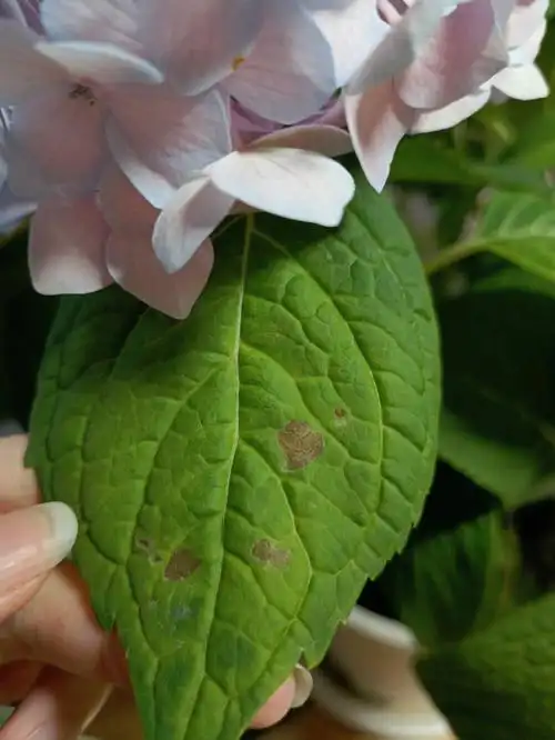 焦边,叶子还卷卷的,是闷根了吗#绣球  #绣球无尽夏