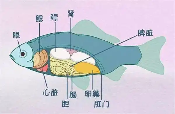 【臻健康】鱼的这个部位有剧!毒!千万不能吃!