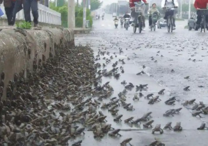 地震发生前一些动物会异常是它们比人类聪明能够预测灾难吗