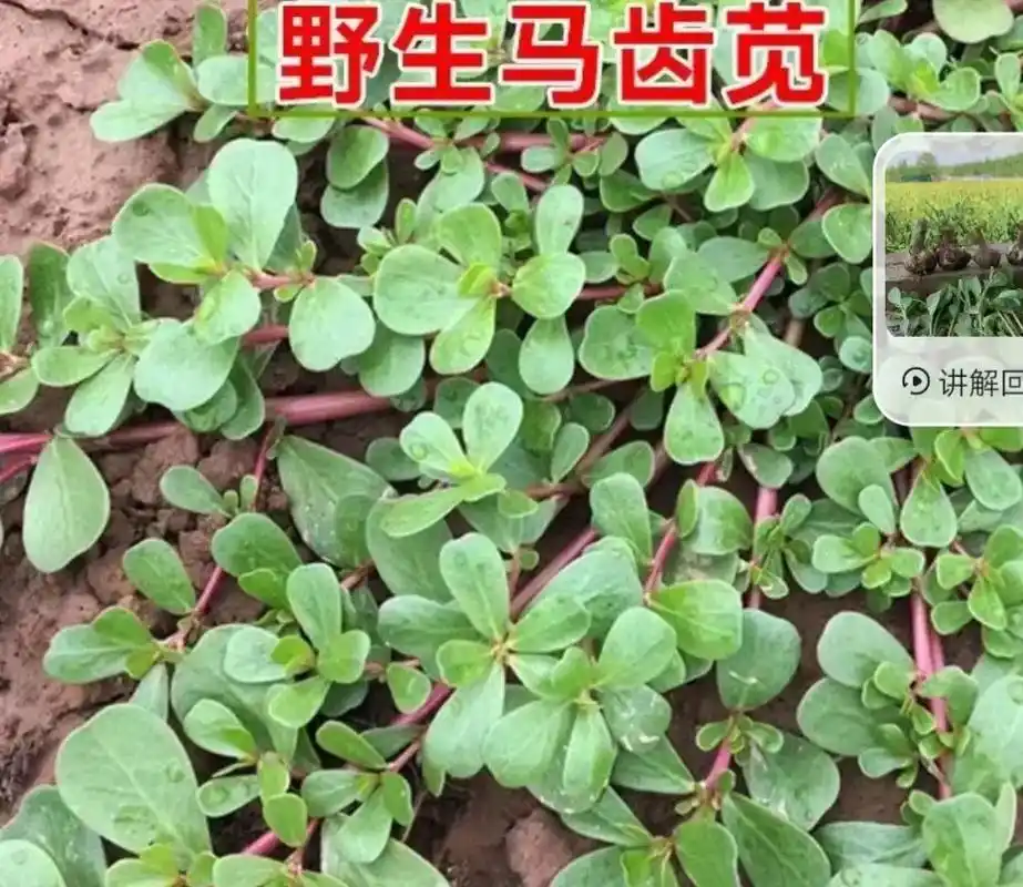 野菜系列三～～马齿菜